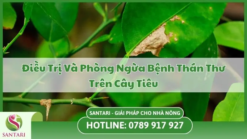 Điều Trị Và Phòng Ngừa Bệnh Thán Thư Trên Cây Tiêu