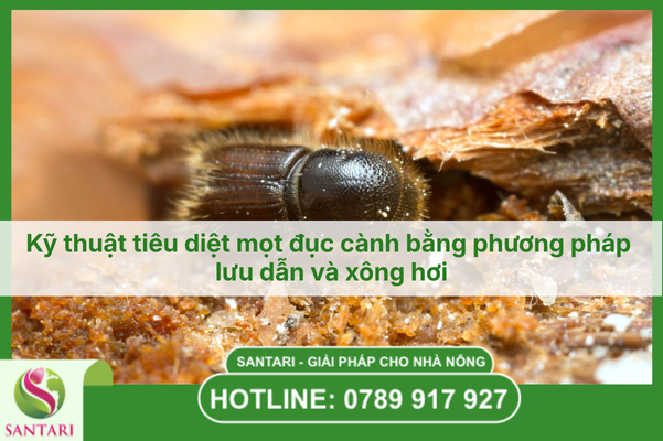Kỹ thuật tiêu diệt mọt đục cành bằng phương pháp lưu dẫn và xông hơi