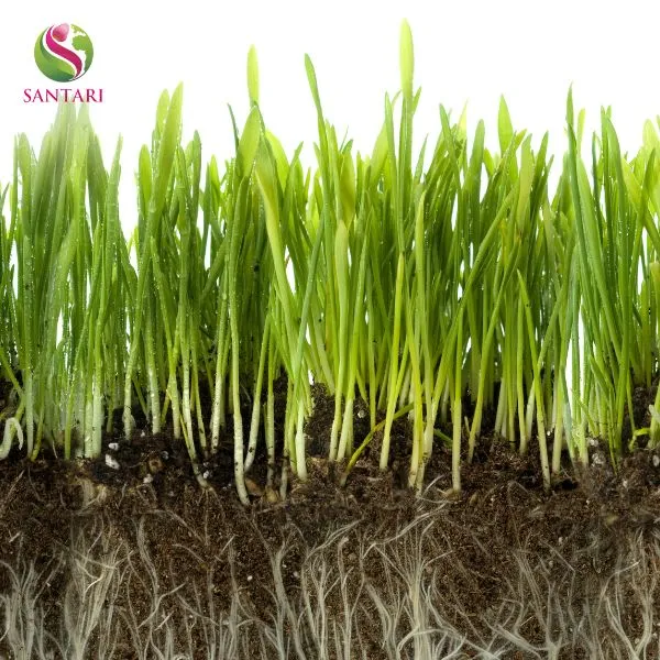 Phát triển bộ rễ lúa