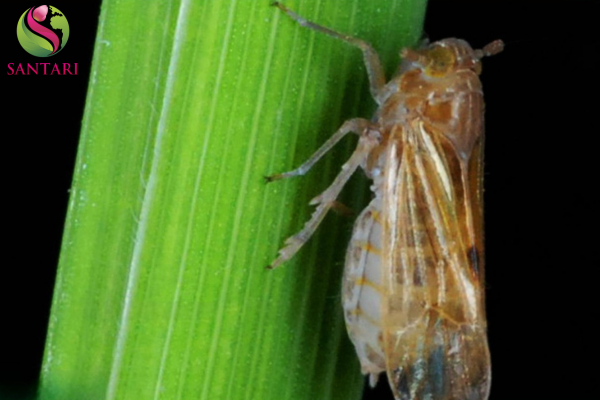 Công dụng Thuốc trừ sâu CHERY 70WG Hiệu DIRAY 700