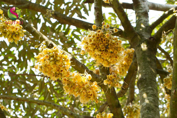 Thành phần PHÂN BÓN LÁ NPK-TRUNG-VI LƯỢNG CÓ CHẤT ĐIỀU HÒA SINH TRƯỞNG NBC GLI-P30 HIỆU KLANFERT 10-30-25+MG, ZN+TE