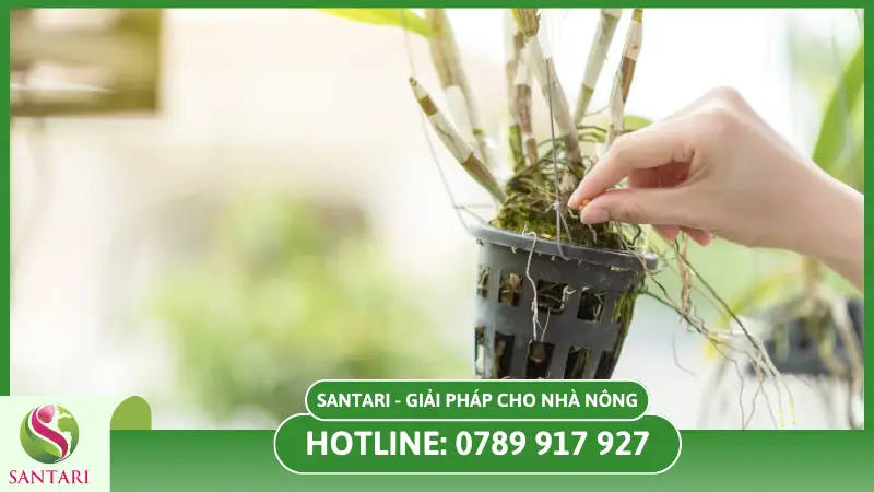 Phân bón gốc cho hoa lan