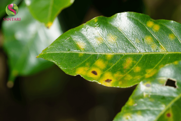 Công dụng của thuốc trừ bệnh CAROLIN 25SC Hiệu AZOTEP 250