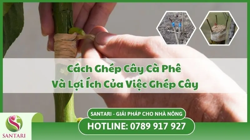 Cách Ghép Cây Cà Phê Và Lợi Ích Của Việc Ghép Cây