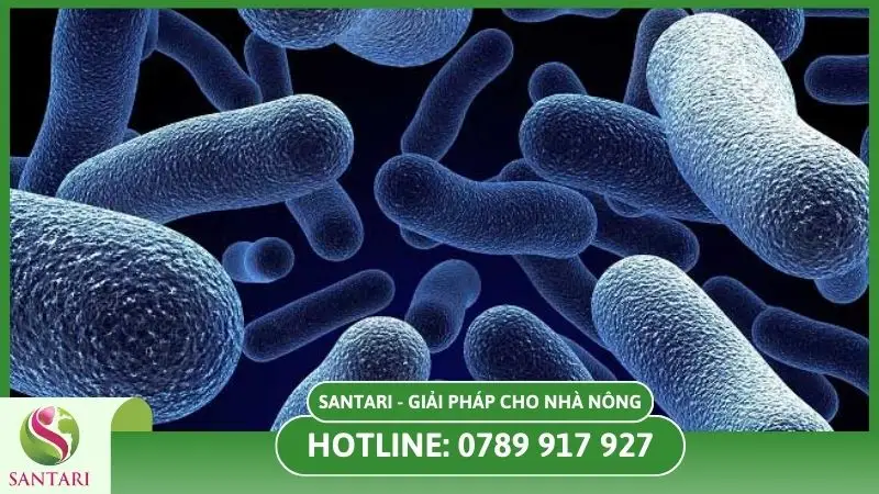 Chế phẩm vi sinh