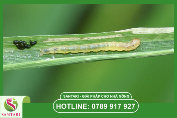 Chiến lược quản lý tính kháng (IRM) cho nhà vườn quy mô lớn