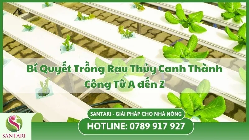 Bí Quyết Trồng Rau Thủy Canh Thành Công Từ A đến Z