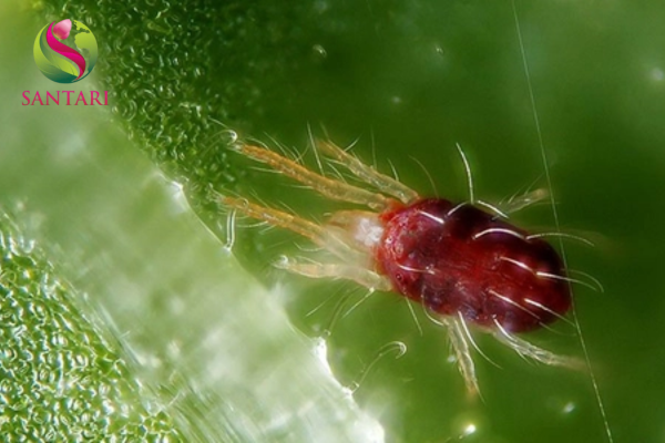 Công dụng Thuốc trừ sâu Z-MAI 50SC Hiệu DIAMEX PRO 500