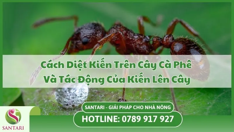 Cách Diệt Kiến Trên Cây Cà Phê Và Tác Động Của Kiến Lên Cây