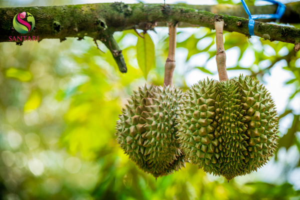 Thành phần PHÂN BÓN LÁ NPK – TRUNG, VI LƯỢNG NBC GLI – K47 HIỆU K-FOLIZOR