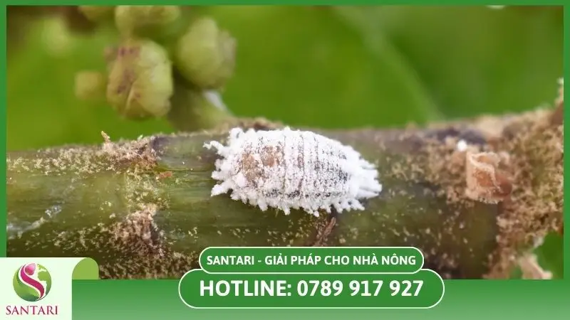 Bệnh do côn trùng hại cây trồng