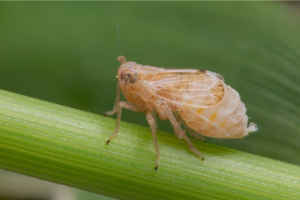 Công dụng của thuốc trừ sâu LONGANCHESS 700WG