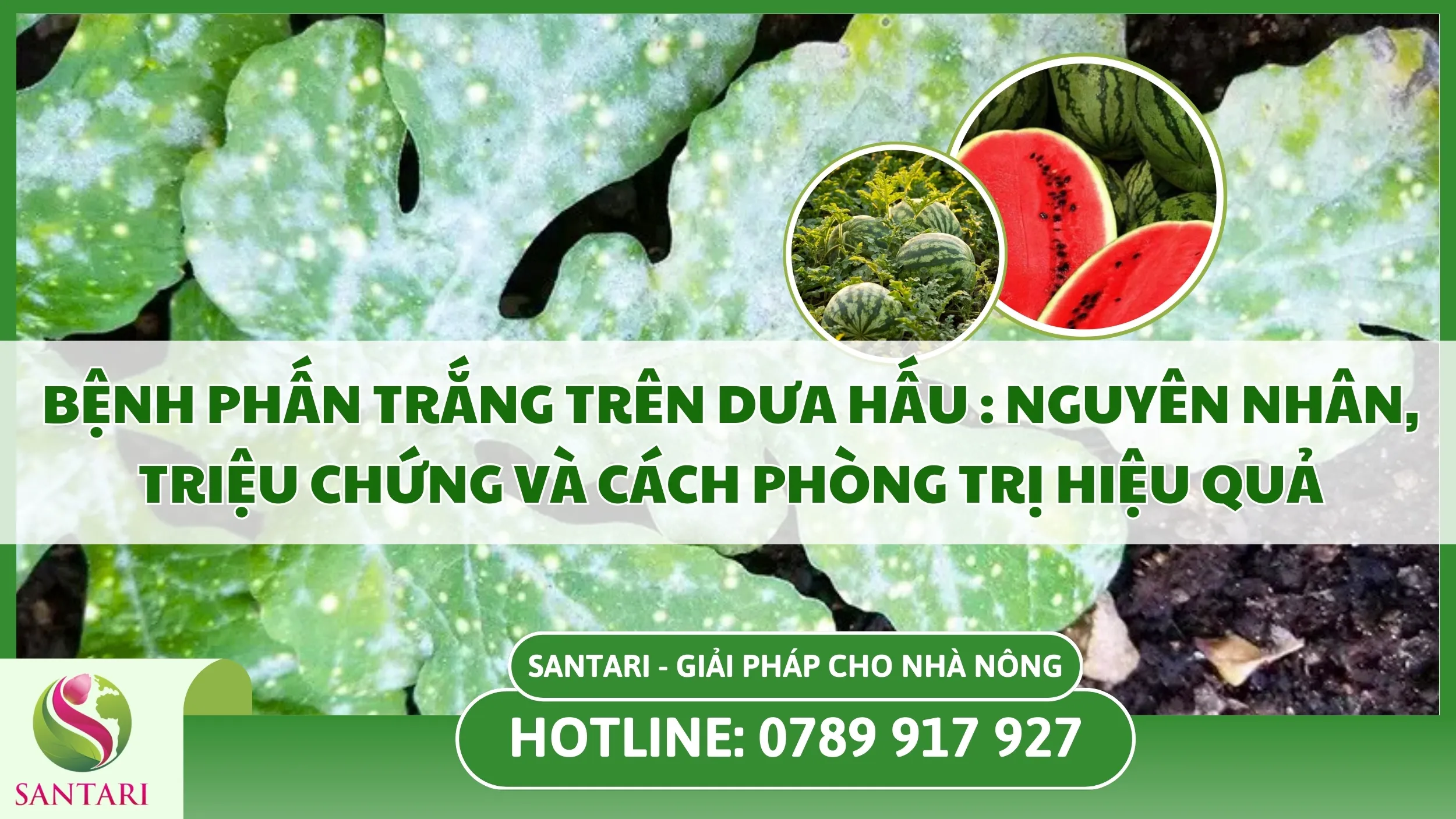 Bệnh Phấn Trắng Trên Dưa Hấu: Nguyên Nhân, Triệu Chứng Và Cách Phòng Trị Hiệu Quả