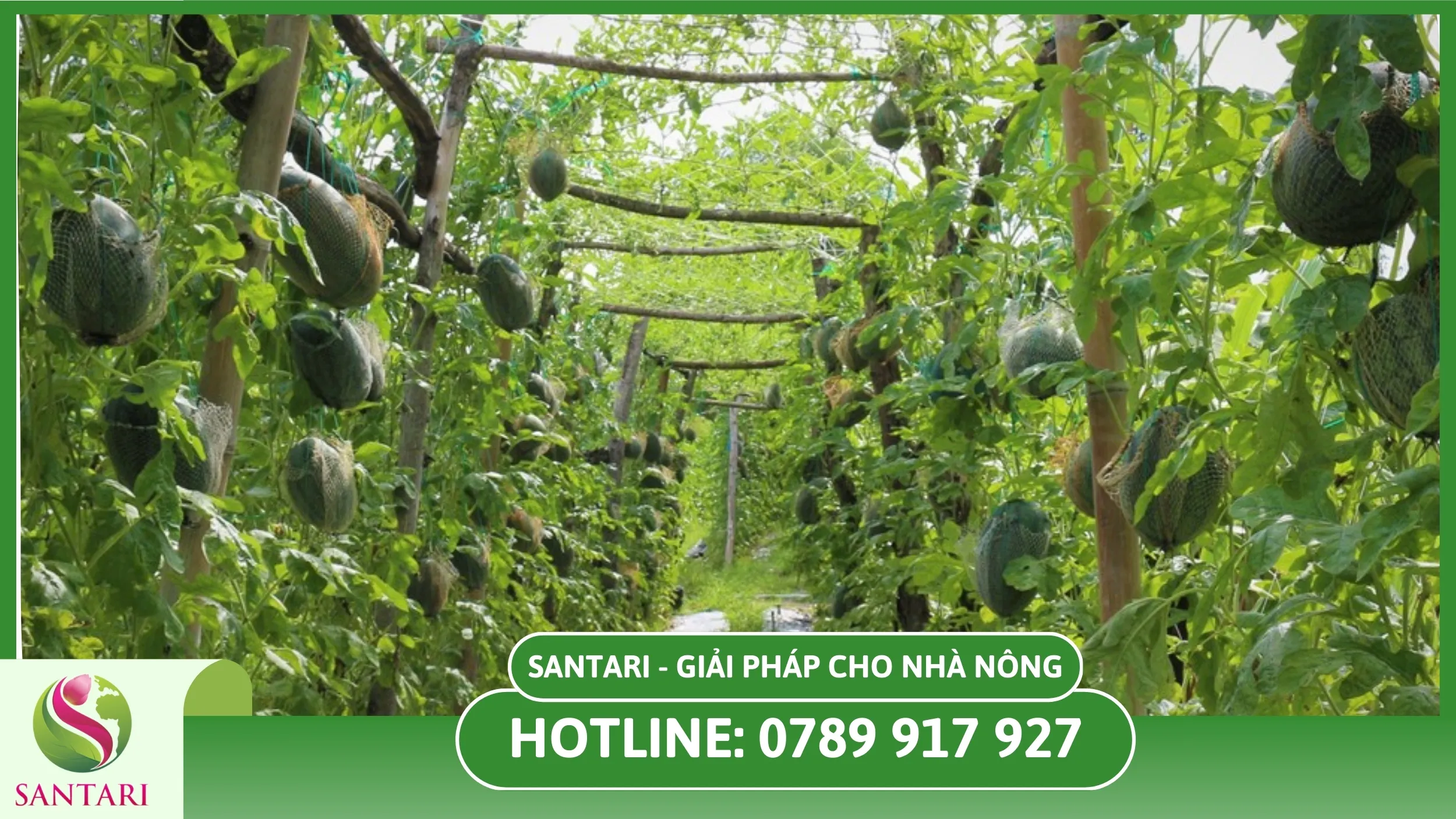 Giải pháp xử lý bệnh phấn trắng triệt để