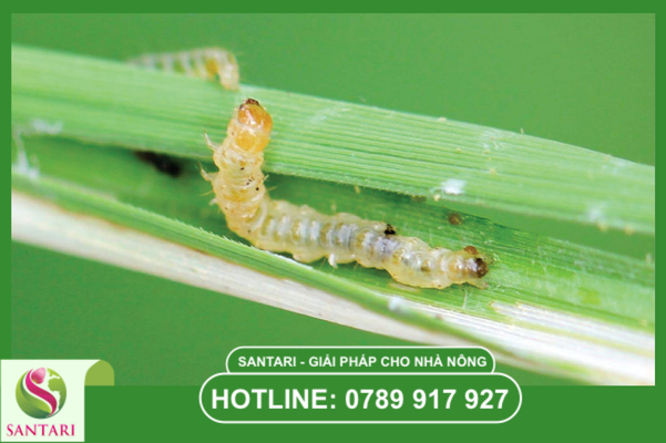 Câu hỏi thường gặp