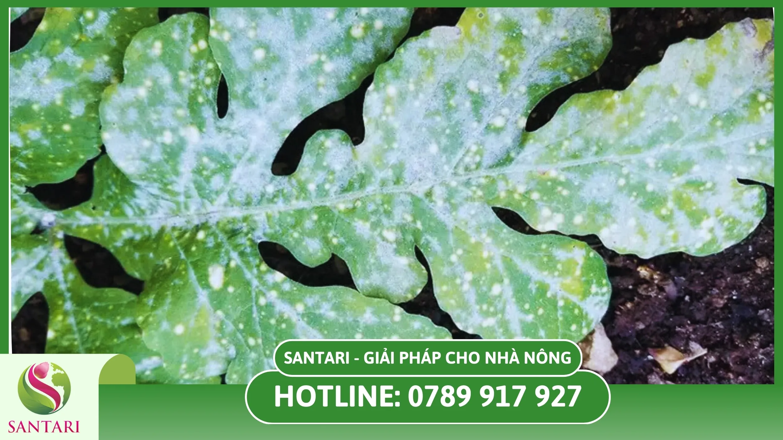 Tác hại của bệnh phấn trắng