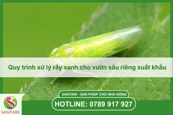 Quy trình xử lý rầy xanh cho vườn sầu riêng xuất khẩu