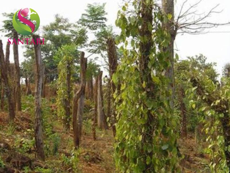 bệnh chết nhanh hồ tiêu 