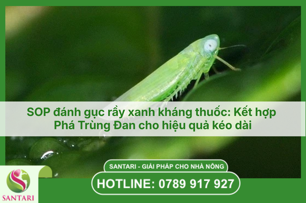 SOP đánh gục rầy xanh kháng thuốc: Kết hợp Phá Trùng Đan cho hiệu quả kéo dài