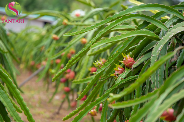 Công dụng của Thuốc điều hoà sinh trưởng EPIBRA 0.01SL Hiệu ANTI-STRESS