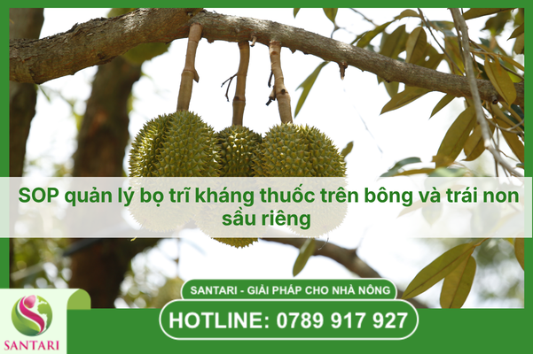 SOP quản lý bọ trĩ kháng thuốc trên bông và trái non
