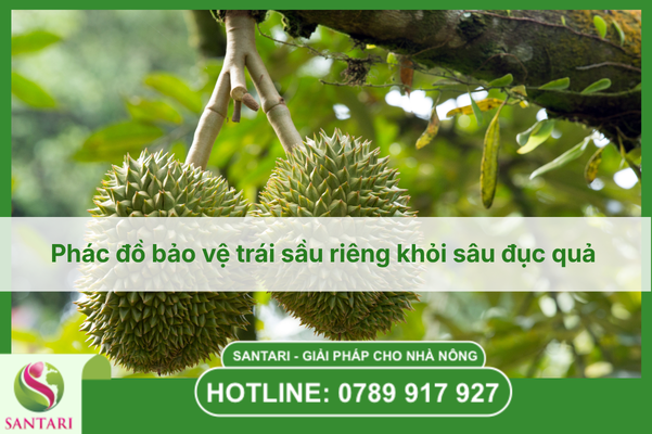 Phác đồ bảo vệ trái sầu riêng khỏi sâu đục quả 