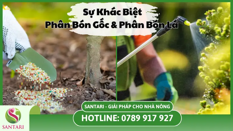 Sự khác biệt giữa phân bón lá và phân bón gốc