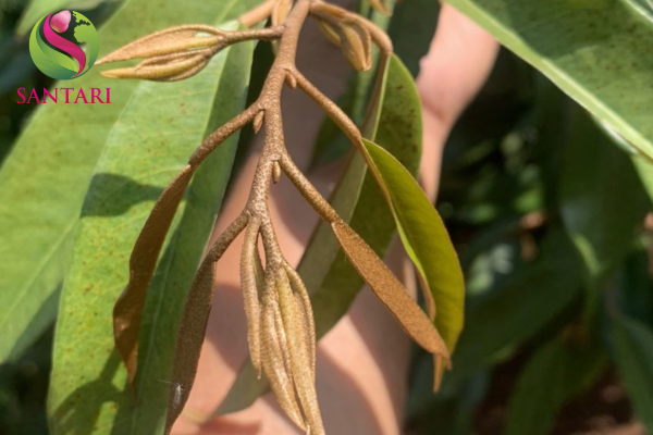 Công dụng Phân bón sinh học Humate 10F