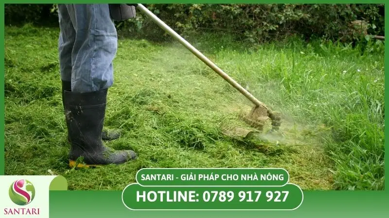 Diệt cỏ thủ công