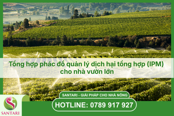 Tổng hợp phác đồ quản lý dịch hại tổng hợp (IPM) cho nhà vườn lớn