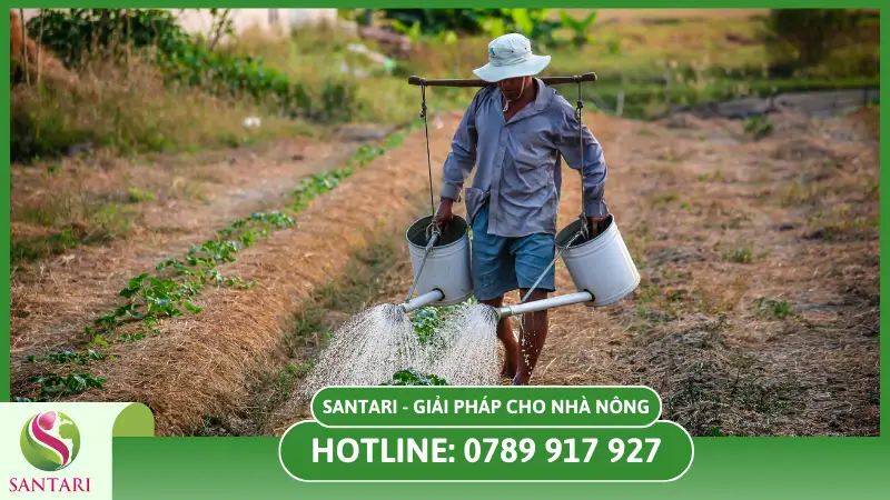 Vai trò của phân bón lá