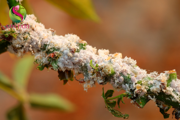 Công dụng Thuốc trừ sâu SAMIMI 30.5SC Hiệu SANIMIDA 305