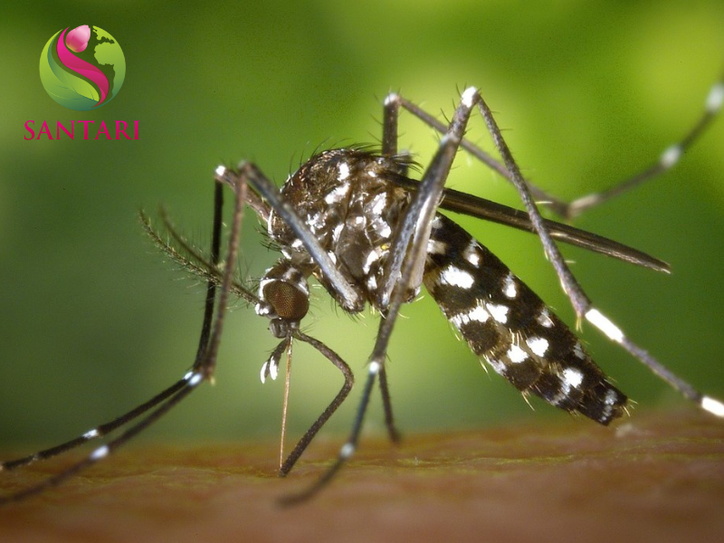 muỗi gây hại 