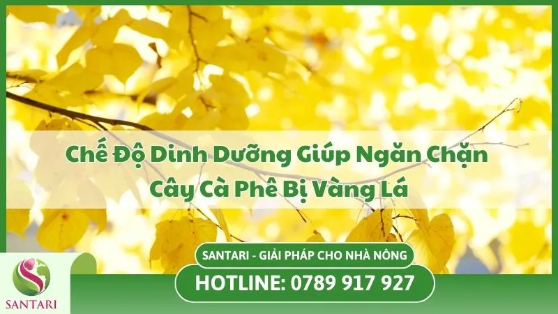 Chế Độ Dinh Dưỡng Giúp Ngăn Chặn Cây Cà Phê Bị Vàng Lá