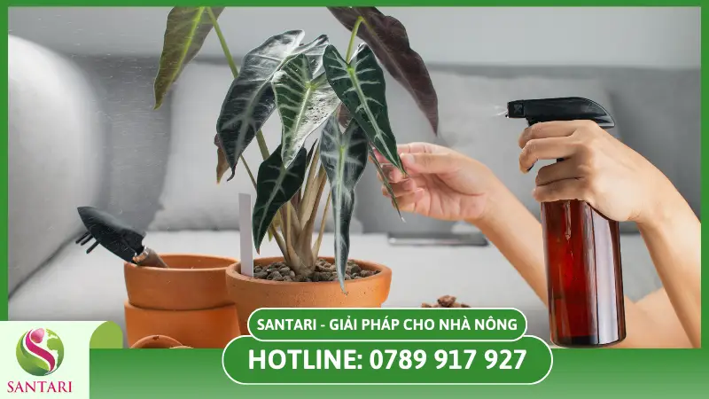 Các loại phân bón lá