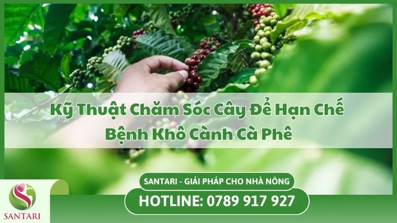 Kỹ Thuật Chăm Sóc Cây Để Hạn Chế Bệnh Khô Cành Cà Phê
