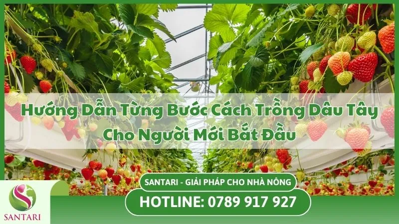 Hướng Dẫn Từng Bước Cách Trồng Dâu Tây Cho Người Mới Bắt Đầu