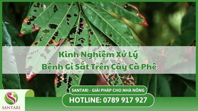 Kinh Nghiệm Xử Lý Bệnh Gỉ Sắt Trên Cây Cà Phê