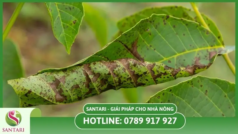 Bệnh thán thư ở cây trồng