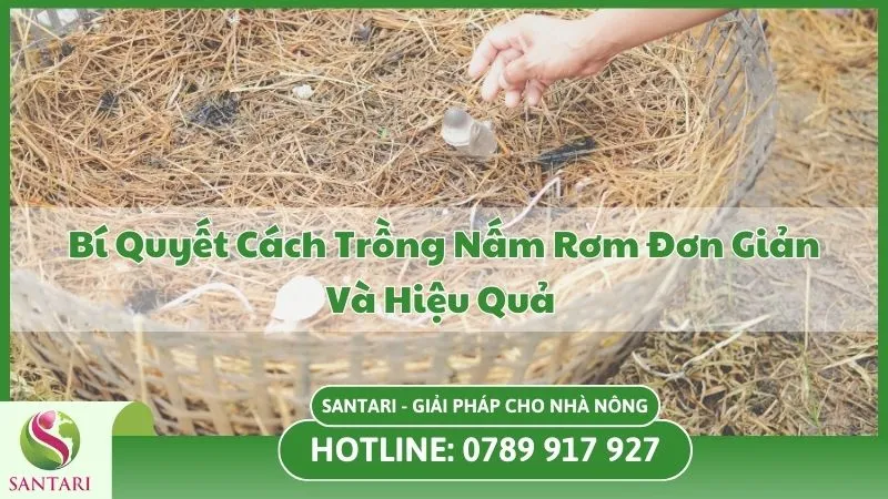 Bí Quyết Cách Trồng Nấm Rơm Đơn Giản Và Hiệu Quả 