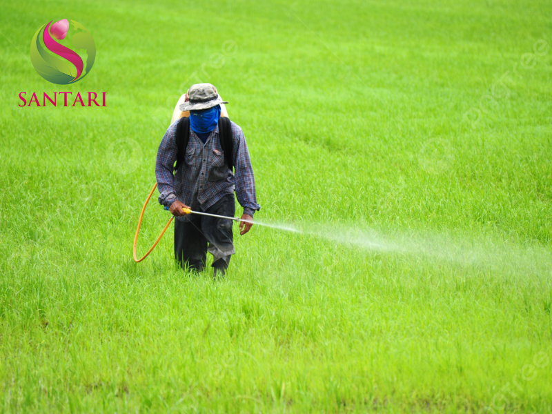 nông dân phun THUỐC TRỪ BỆNH RILDZOMIGOL SUPER 68WG HIỆU SANDOMIL 680 – 500g