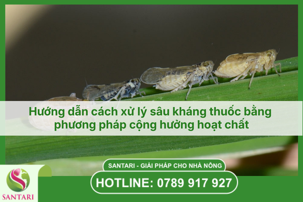 Hướng dẫn cách xử lý sâu kháng thuốc bằng phương pháp cộng hưởng hoạt chất